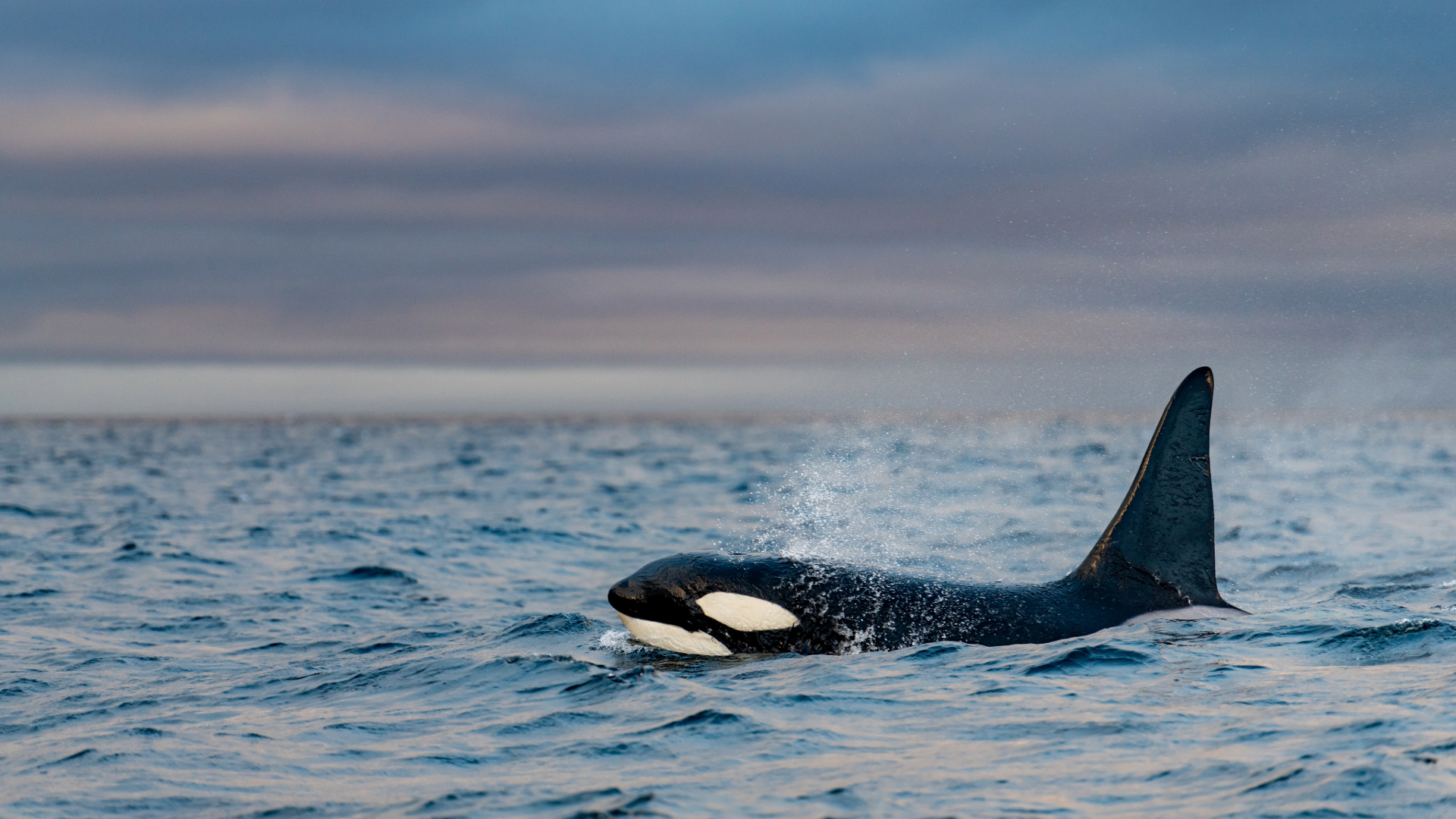 Orca with head out of water